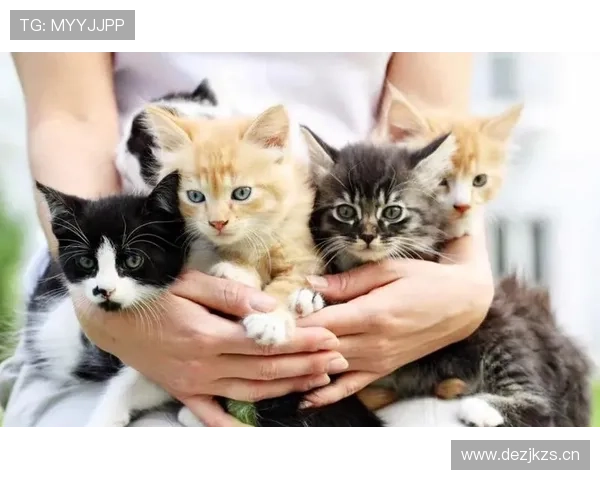 王燊超赛场上铁血硬汉，私下竟然爱养一堆猫？笑死我了！